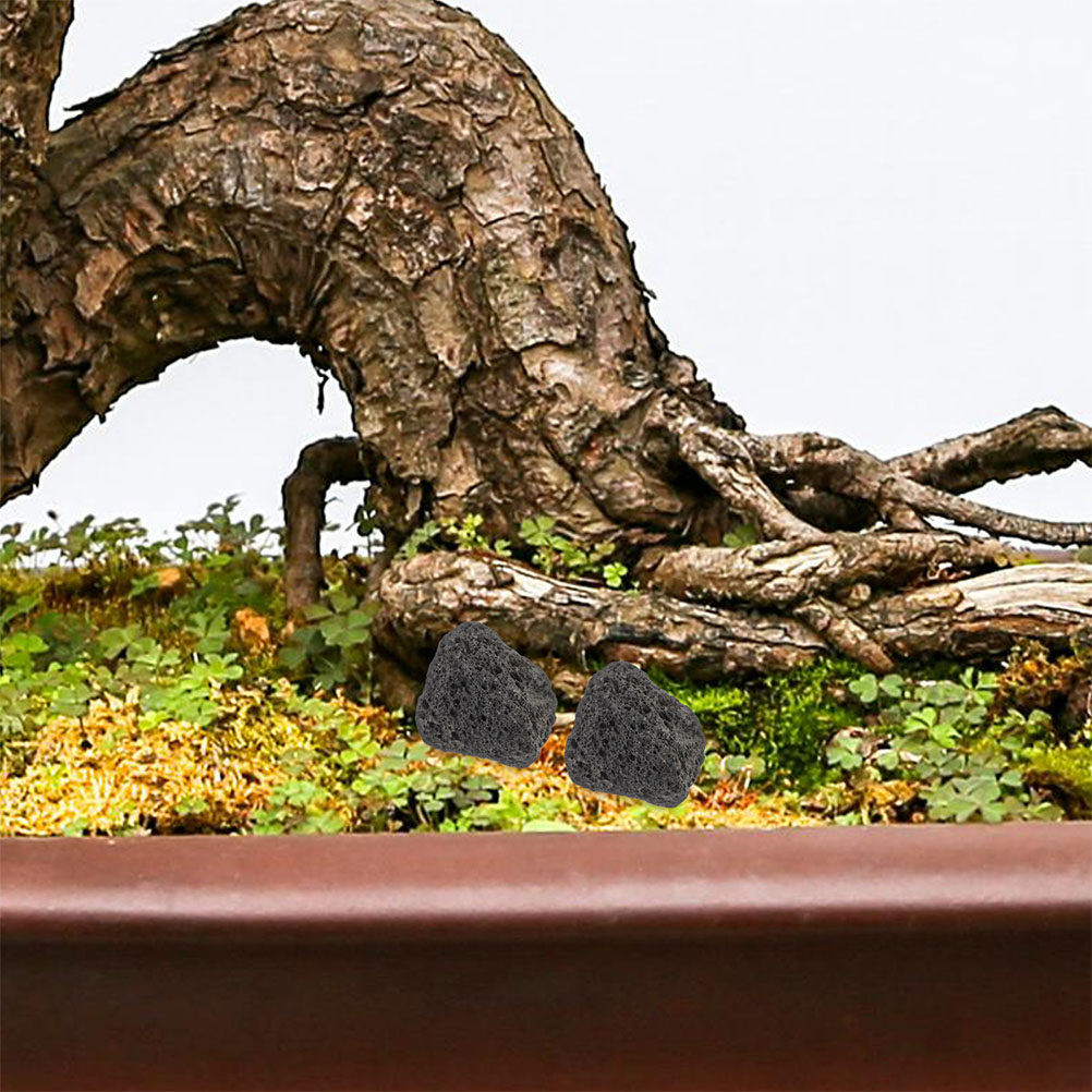Planted Aquarium With Rocks - 水槽用火山岩 天然小石 水槽用鉢植え植物用 浄水フィルター 窒素化火山石