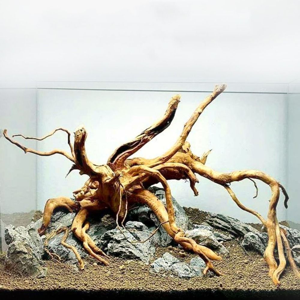 Planted Aquarium Bowl - 20-25CM大型水槽流木天然魚タンク植物装飾ツリーフィッシュボウル切り株水槽フィッシュタンク造園装飾ペット用