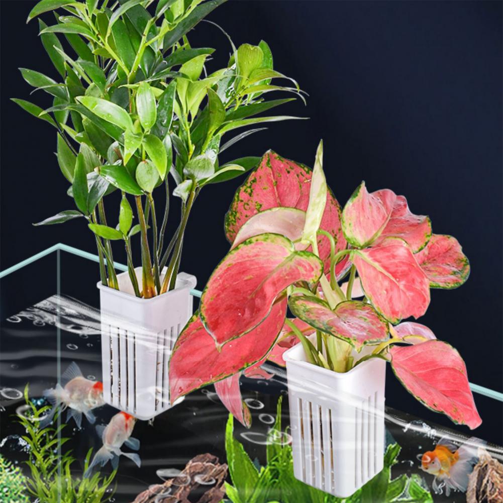 タンクプラントコンテナ水耕栽培カッププラントホルダー壁掛け水 - Aquarium Planted Wall のレビューと価格