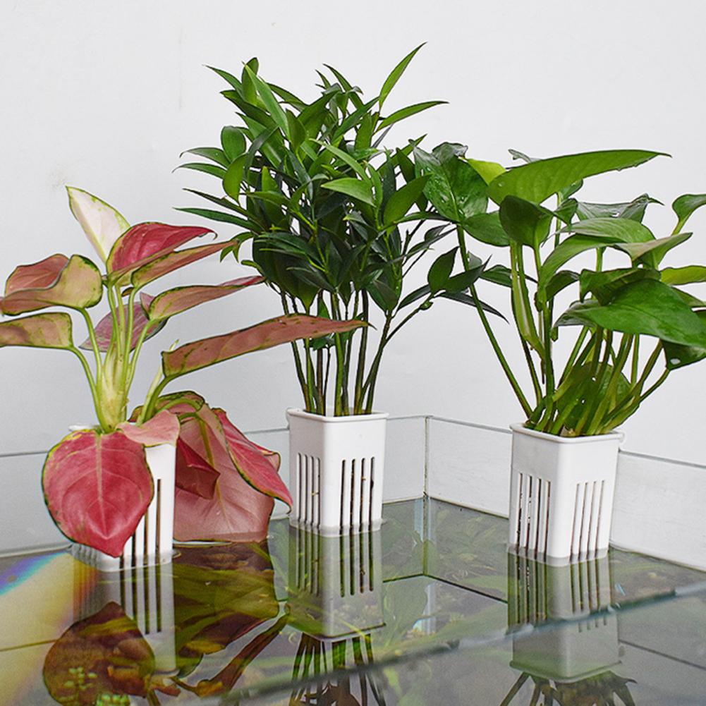 タンクプラントコンテナ水耕栽培カッププラントホルダー壁掛け水 - Aquarium Planted Wall のレビューと価格