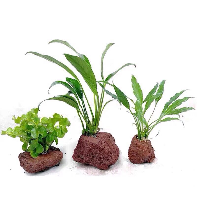オープンホールロックフィッシュピールシェルター陶器火山石モス - Planted Aquarium With Rocks のレビューと価格