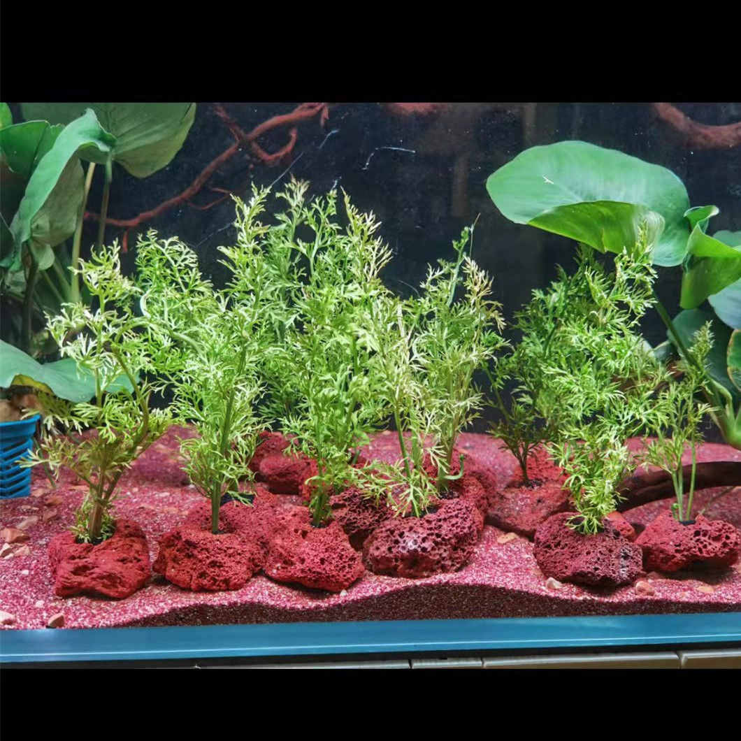 オープンホールロックフィッシュピールシェルター陶器火山石モス - Planted Aquarium With Rocks のレビューと価格