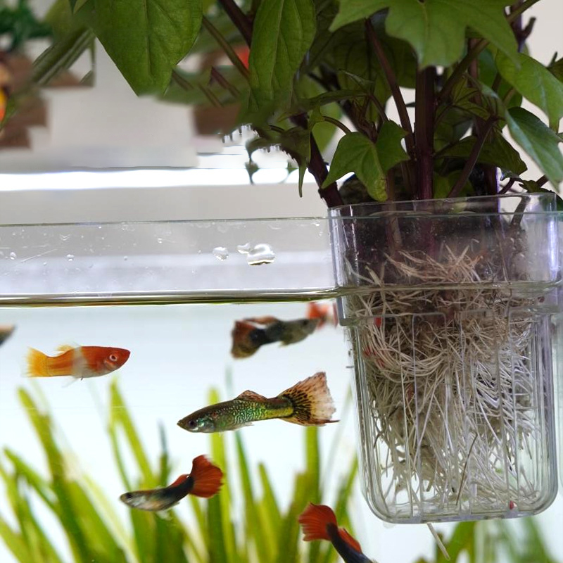 壁掛け式水耕栽培カップ 水草用透明容器 水槽や家庭の造園に最 - Aquarium Planted Wall のレビューと価格