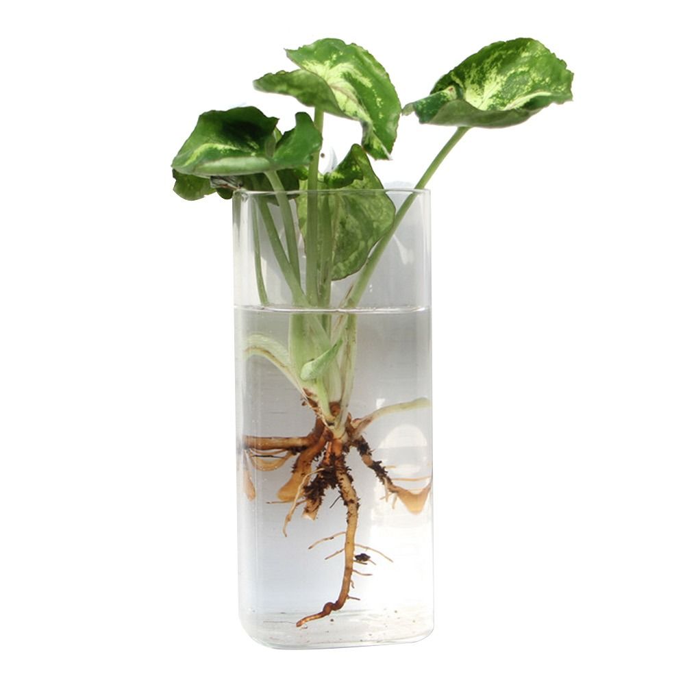 円錐形の壁掛け花瓶 透明な水槽 壁掛けプランター 植物ホルダ - Aquarium Planted Wall のレビューと価格