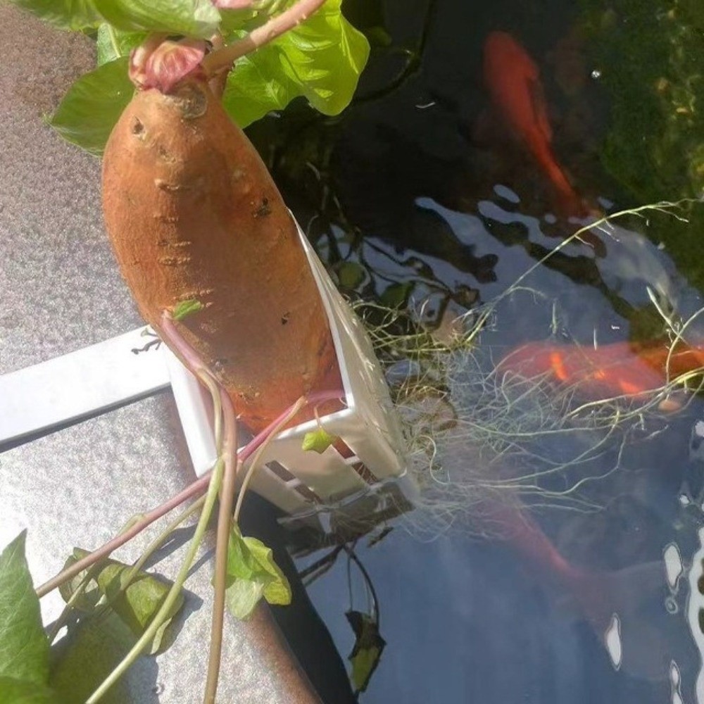 壁掛け水槽用植物バスケット プラスチック水耕栽培プランター  - Aquarium Planted Wall のレビューと価格