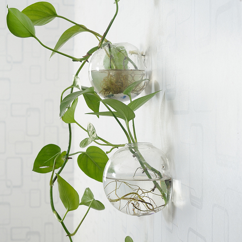 壁掛けアクリル水槽プレキシガラス水槽花瓶フラワーオーナメント - Planted Aquarium Bowl のレビューと価格