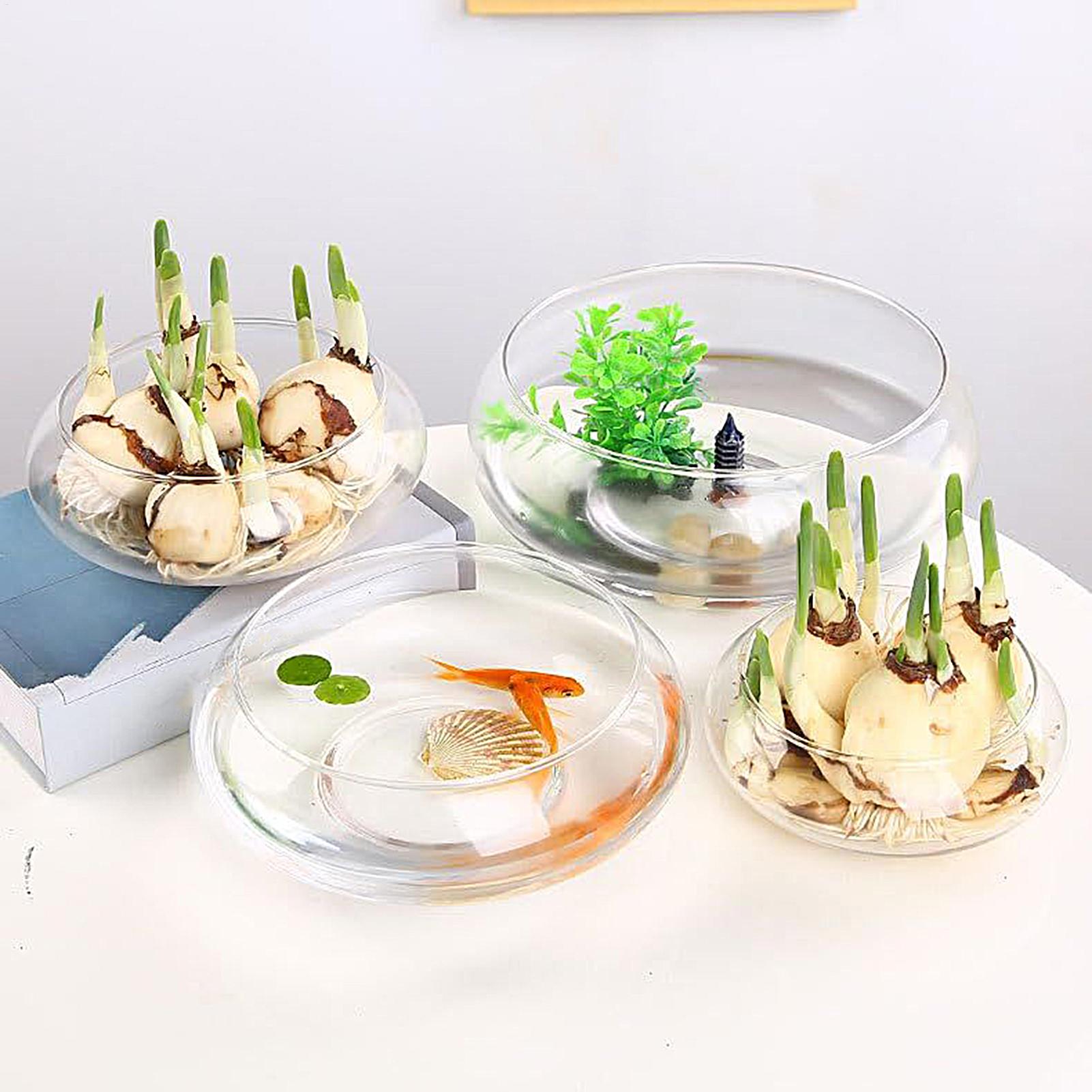 魚用ガラスボウル ガラス製大型水耕栽培フラワーポット 浅い丸 - Planted Aquarium Bowl のレビューと価格