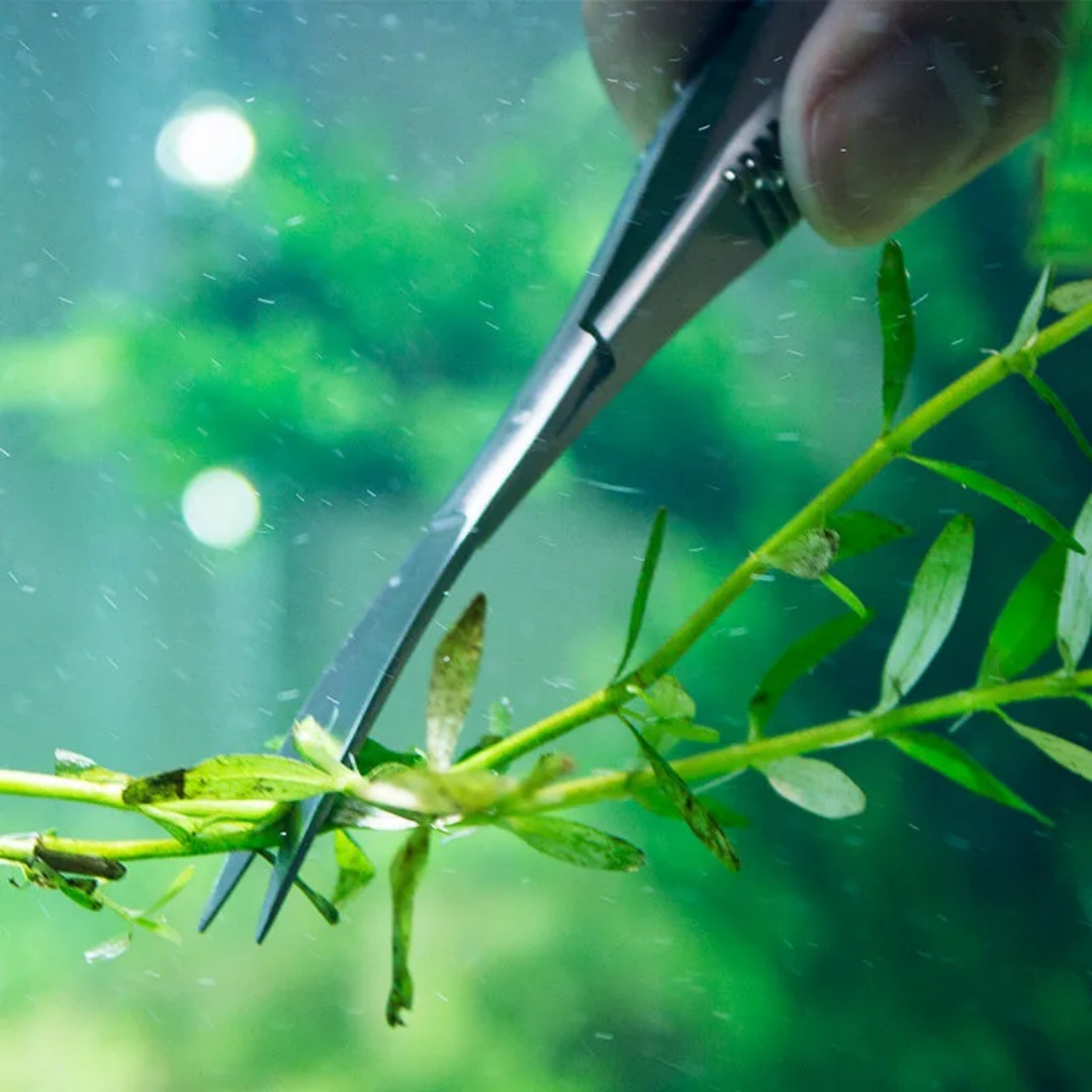 湾曲したストレートスプリングはさみ水族館 Aquascapi - Aquarium Plant Utensils のレビューと価格