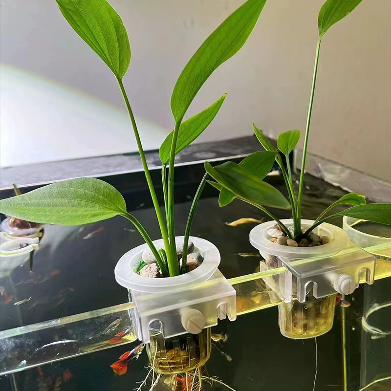 水槽、水族館の植栽バスケット、水グラスカップ、植物ホルダーの - Aquarium Planted Wall のレビューと価格