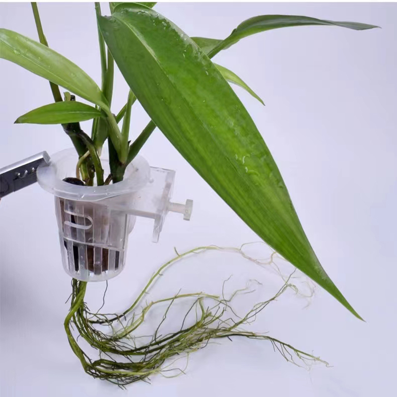 水槽、水族館の植栽バスケット、水グラスカップ、植物ホルダーの - Aquarium Planted Wall のレビューと価格