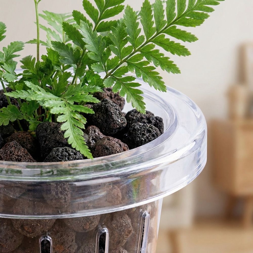 透明な水槽用グラスカップ、丸型壁掛け式水草植え付けバスケット - Aquarium Planted Wall のレビューと価格