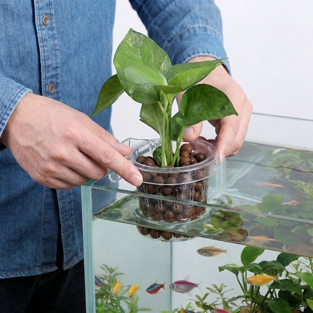 透明な水槽用グラスカップ、丸型壁掛け式水草植え付けバスケット - Aquarium Planted Wall のレビューと価格